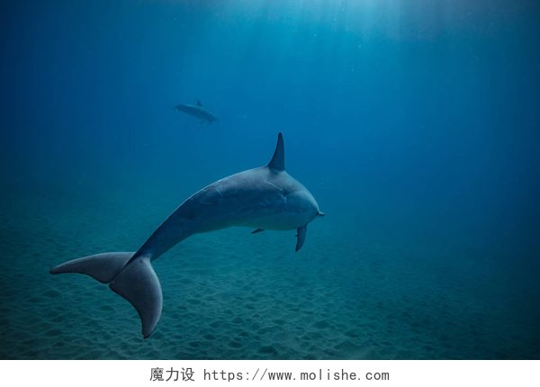 深蓝色的海洋下的海豚野生海豚水下